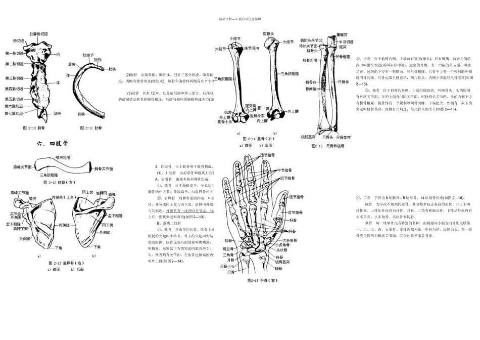人体各部位名称及体表标志_第3页