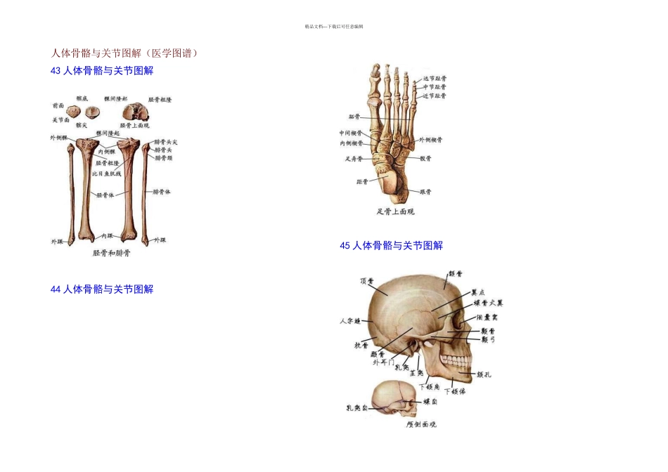 人体骨骼与关节图解_第1页