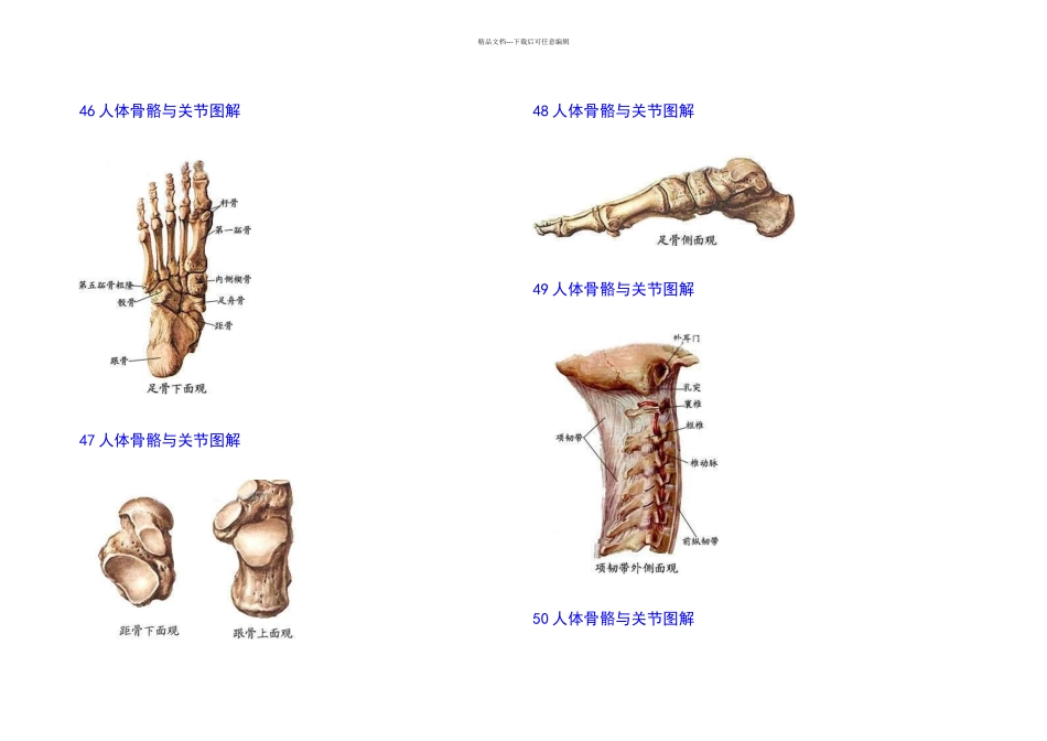 人体骨骼与关节图解_第2页