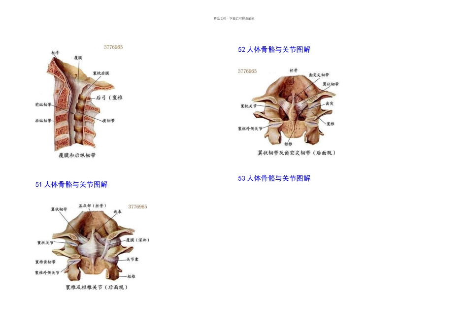 人体骨骼与关节图解_第3页