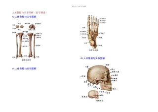 人体骨骼与关节图解