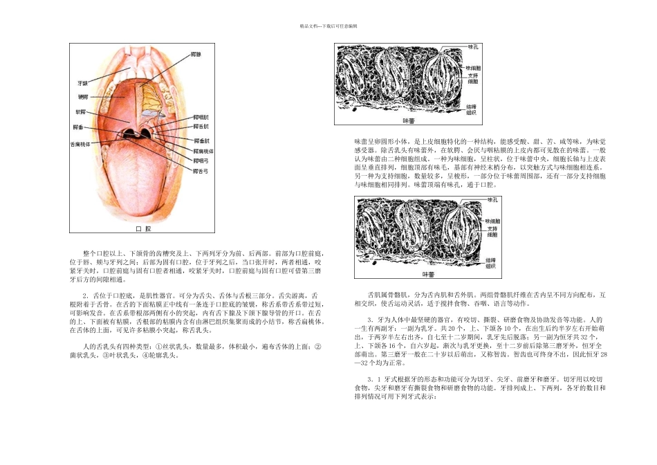 人的消化系统_第2页