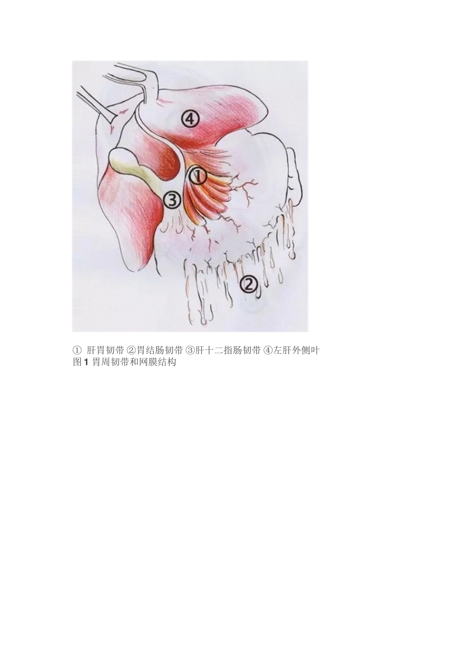 【手术图解】胃癌根治术(一)：胃的毗邻和腹膜_第2页