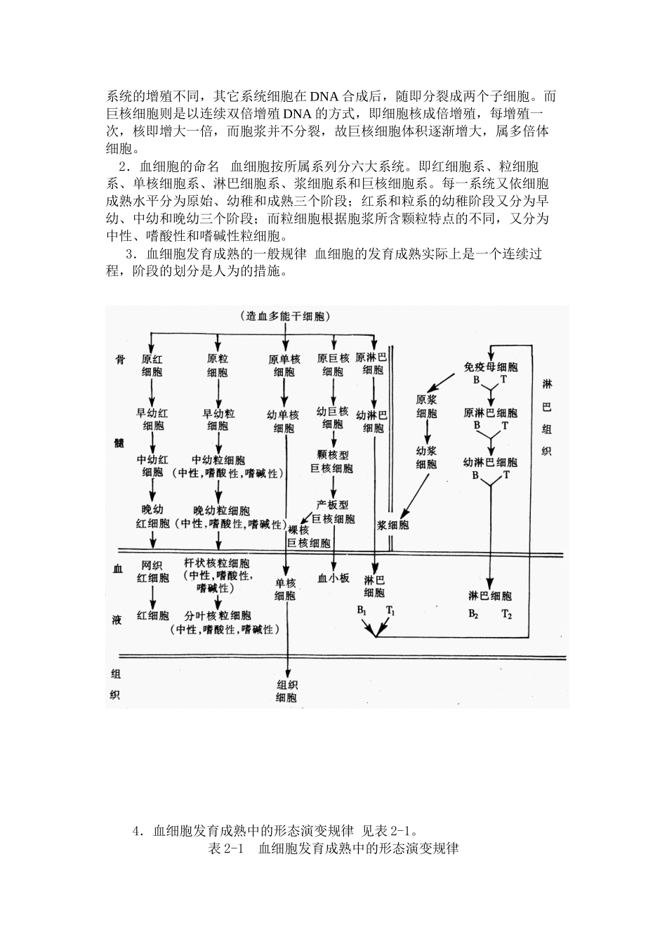 92-第二章-造血与血细胞分化发育_第3页