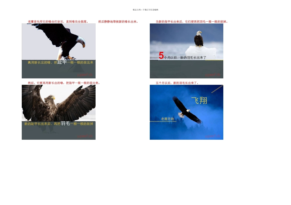 例子老鹰的蜕变和重生_第3页