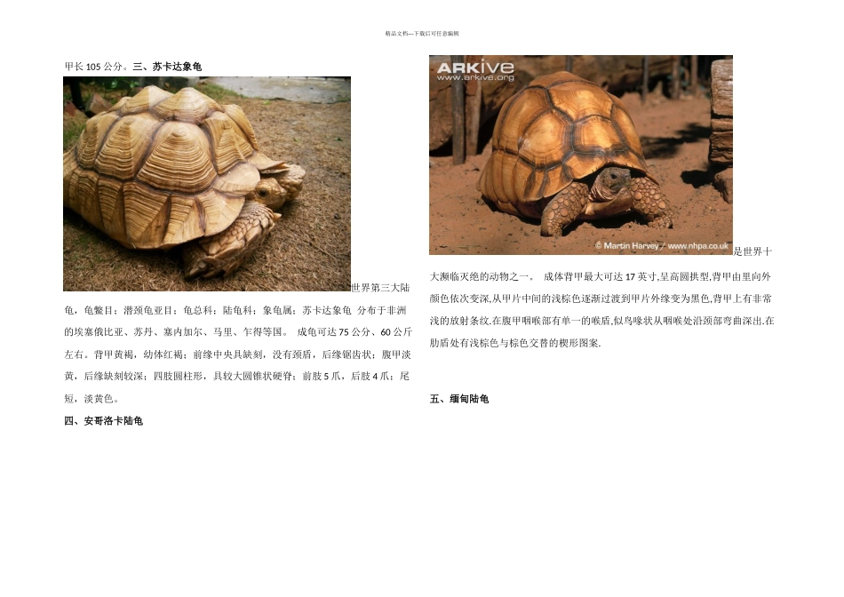 八个品种陆龟成年大图_第2页