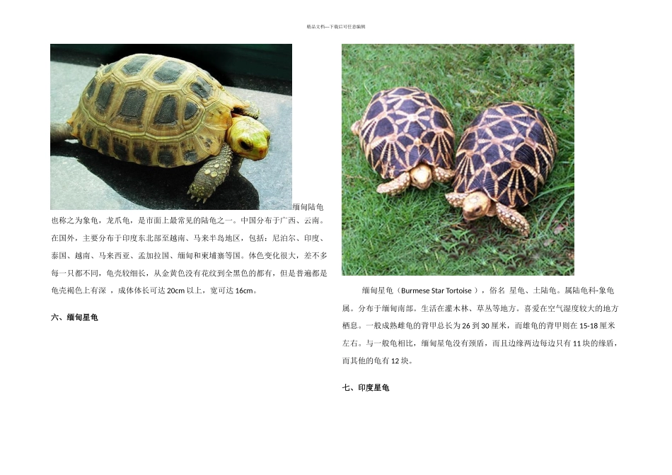 八个品种陆龟成年大图_第3页