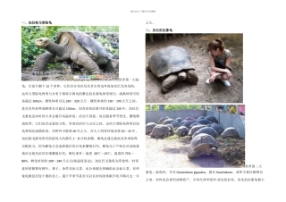 八个品种陆龟成年大图