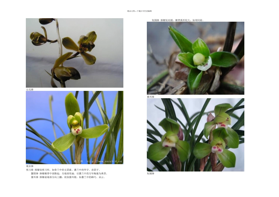 兰花鉴赏术语及入门知识_第2页