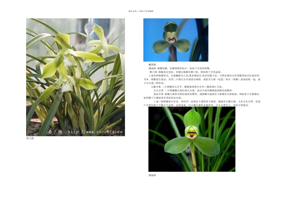 兰花鉴赏术语及入门知识_第3页