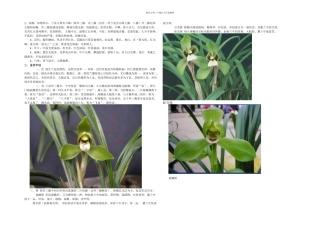 兰花鉴赏术语及入门知识