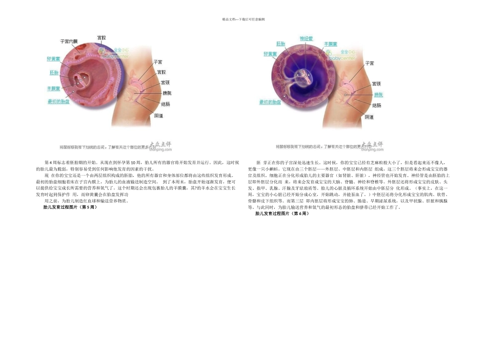 怀孕胎儿发育过程简介_第2页