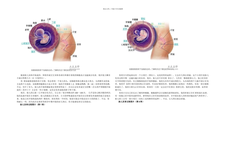 怀孕胎儿发育过程简介_第3页