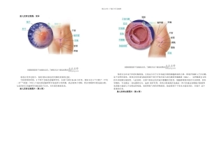怀孕胎儿发育过程简介