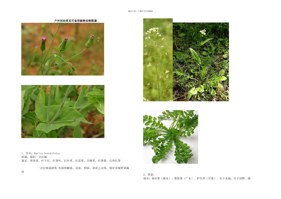 户外活动常见可食用植物实物图谱_第1页