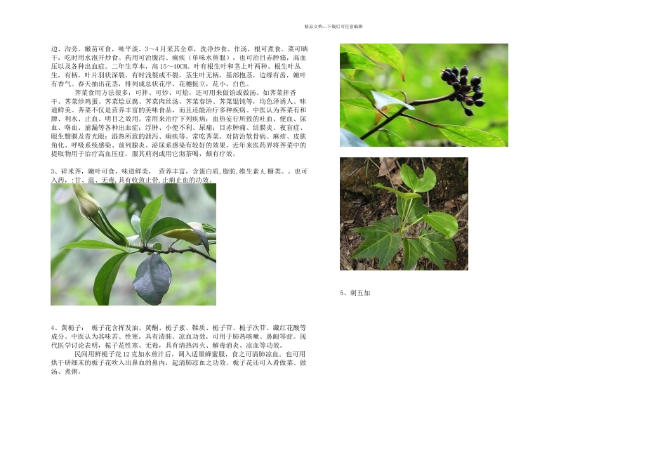 户外活动常见可食用植物实物图谱_第2页