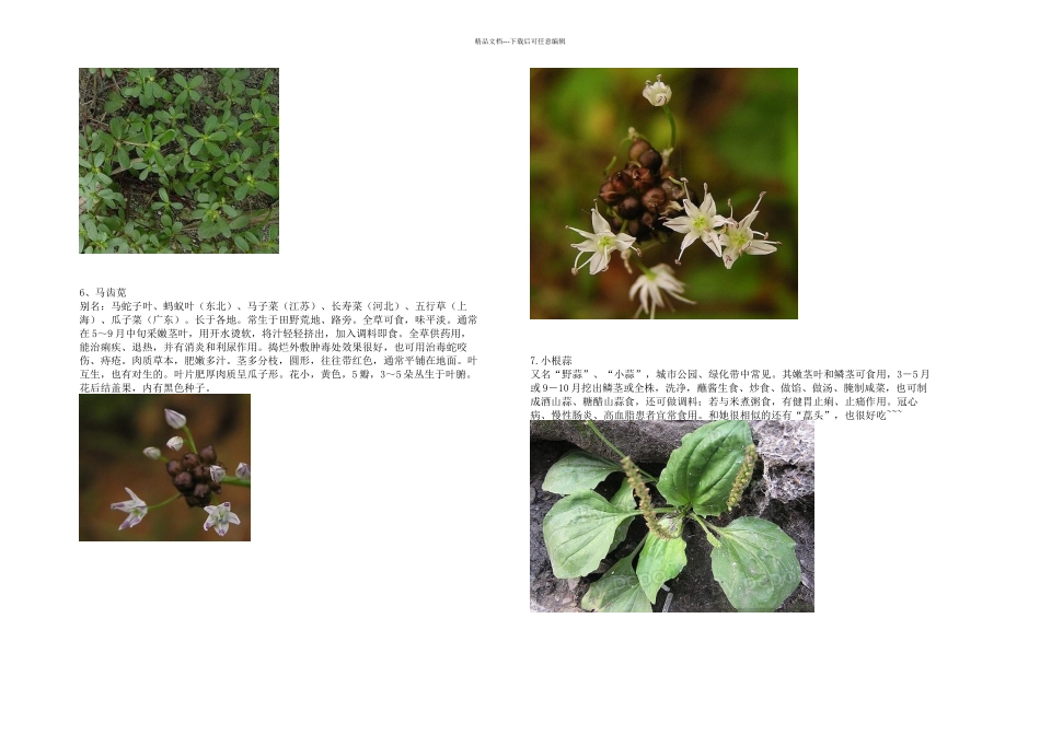 户外活动常见可食用植物实物图谱_第3页