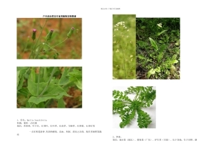 户外活动常见可食用植物实物图谱