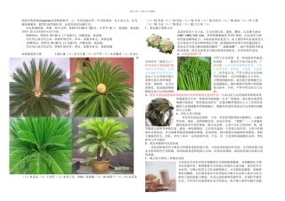 抗胃癌植物及蔬菜