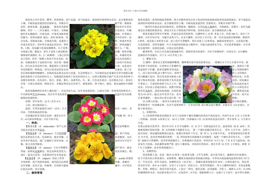 报春花栽培技术_第1页
