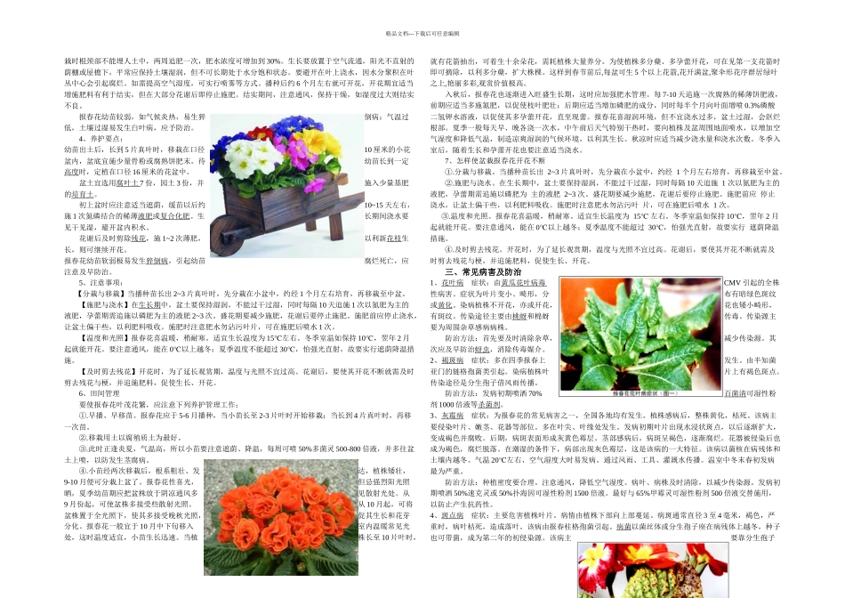 报春花栽培技术_第2页