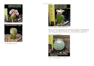掌科嫁接技术