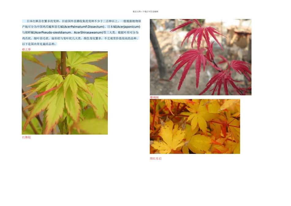 日本红枫常见品种附图_第1页