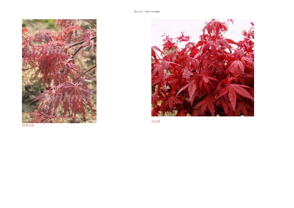 日本红枫常见品种附图_第2页