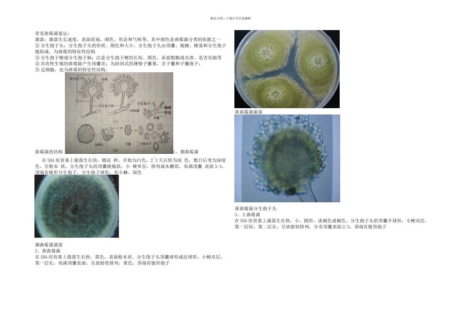 曲霉形态特征_第1页