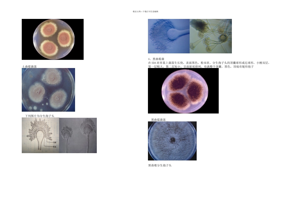 曲霉形态特征_第2页