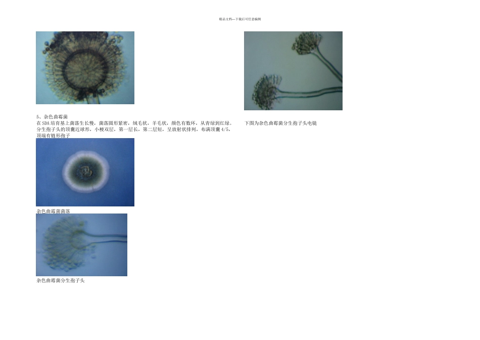 曲霉形态特征_第3页