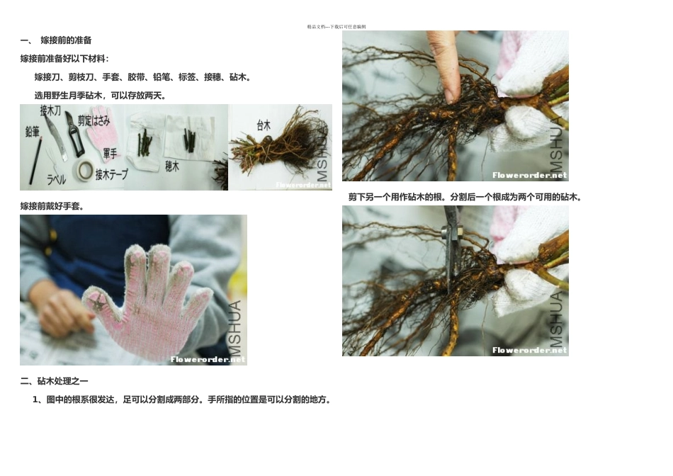 月季嫁接技术图解日本_第1页