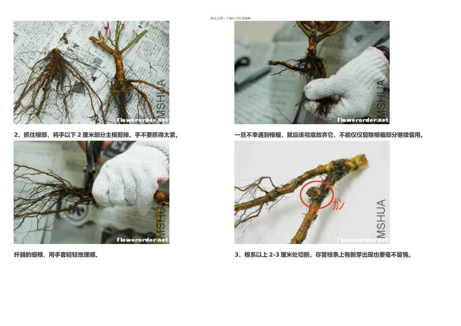 月季嫁接技术图解日本_第2页