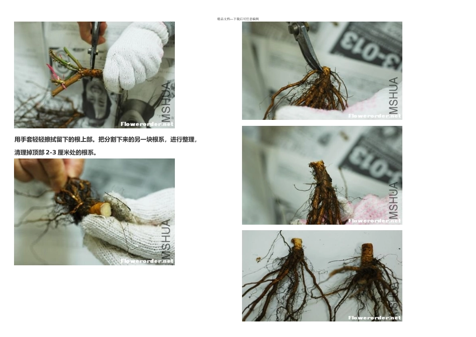 月季嫁接技术图解日本_第3页