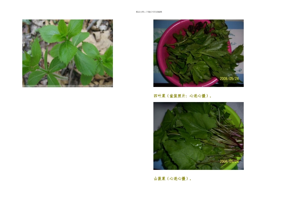 有山野菜近种_第2页