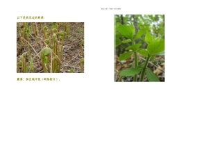 有山野菜近种
