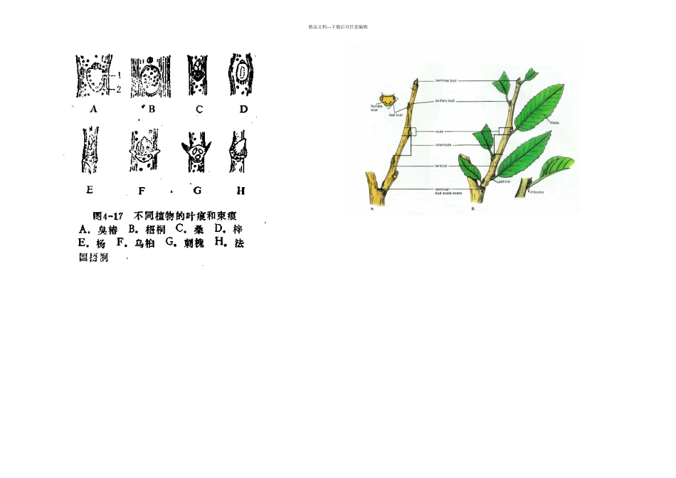 树形与枝条的形态术语_第3页