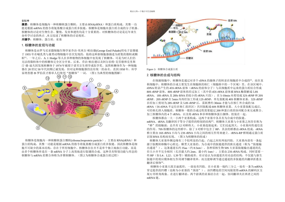 核糖体的研究综述_第1页