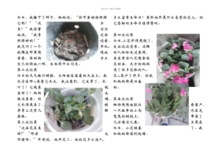 植物的生长过程配图