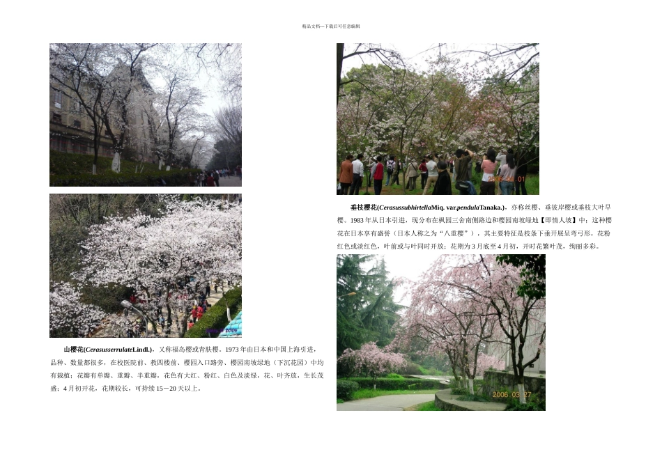 武大樱花种类及分布_第2页