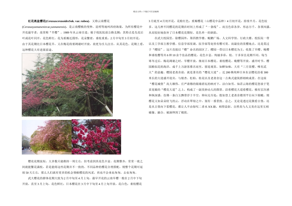 武大樱花种类及分布_第3页