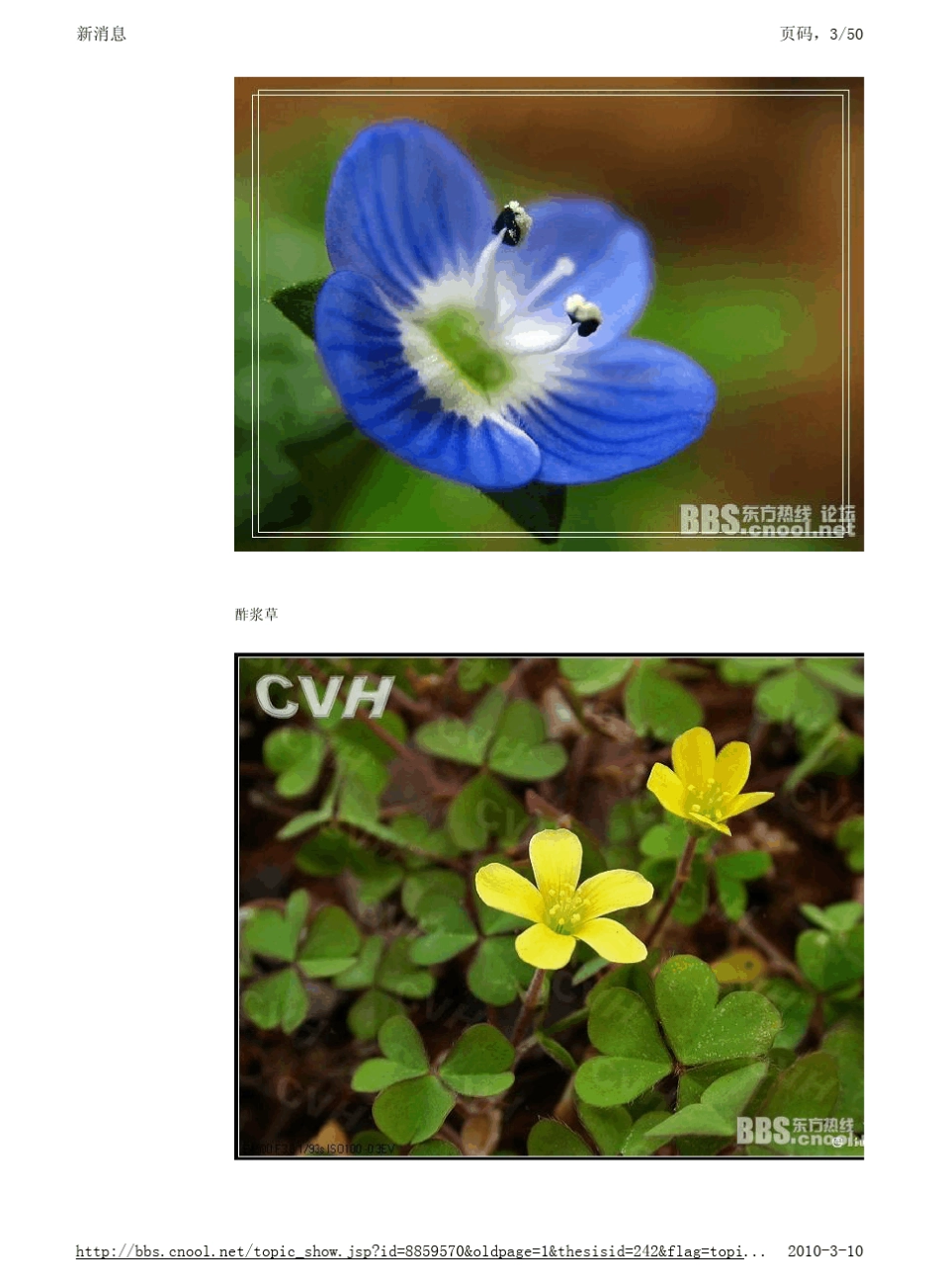 宁波山区常见野花图鉴_第3页