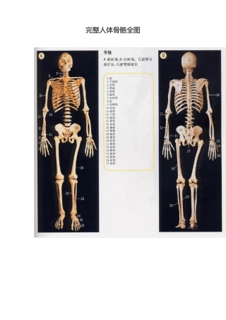 完整人体骨骼全图