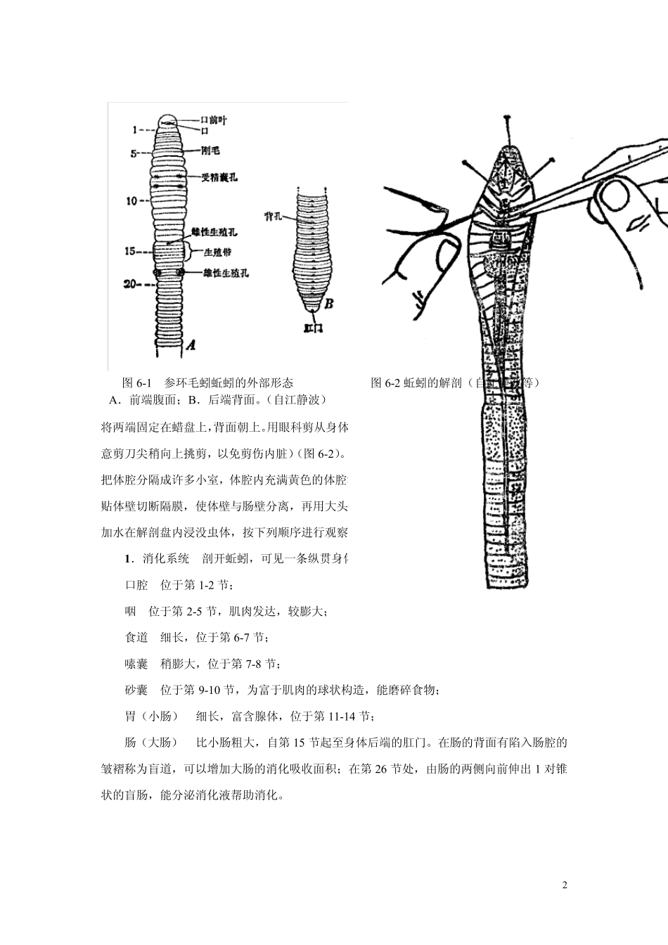 实验5蚯蚓等环节动物_第2页