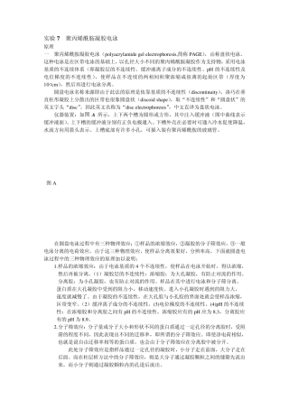 实验7聚丙烯酰胺凝胶电泳