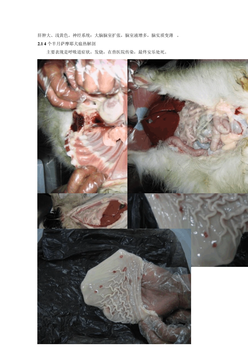 实验三、犬瘟热犬的病理组织学观察(高树修改)_第2页