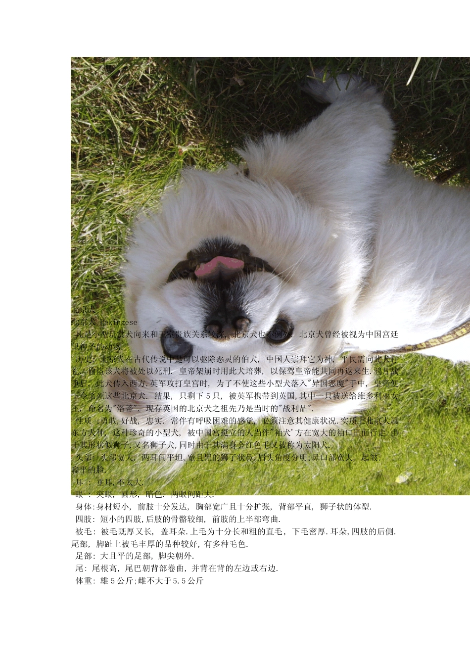宠物狗的种类_第1页