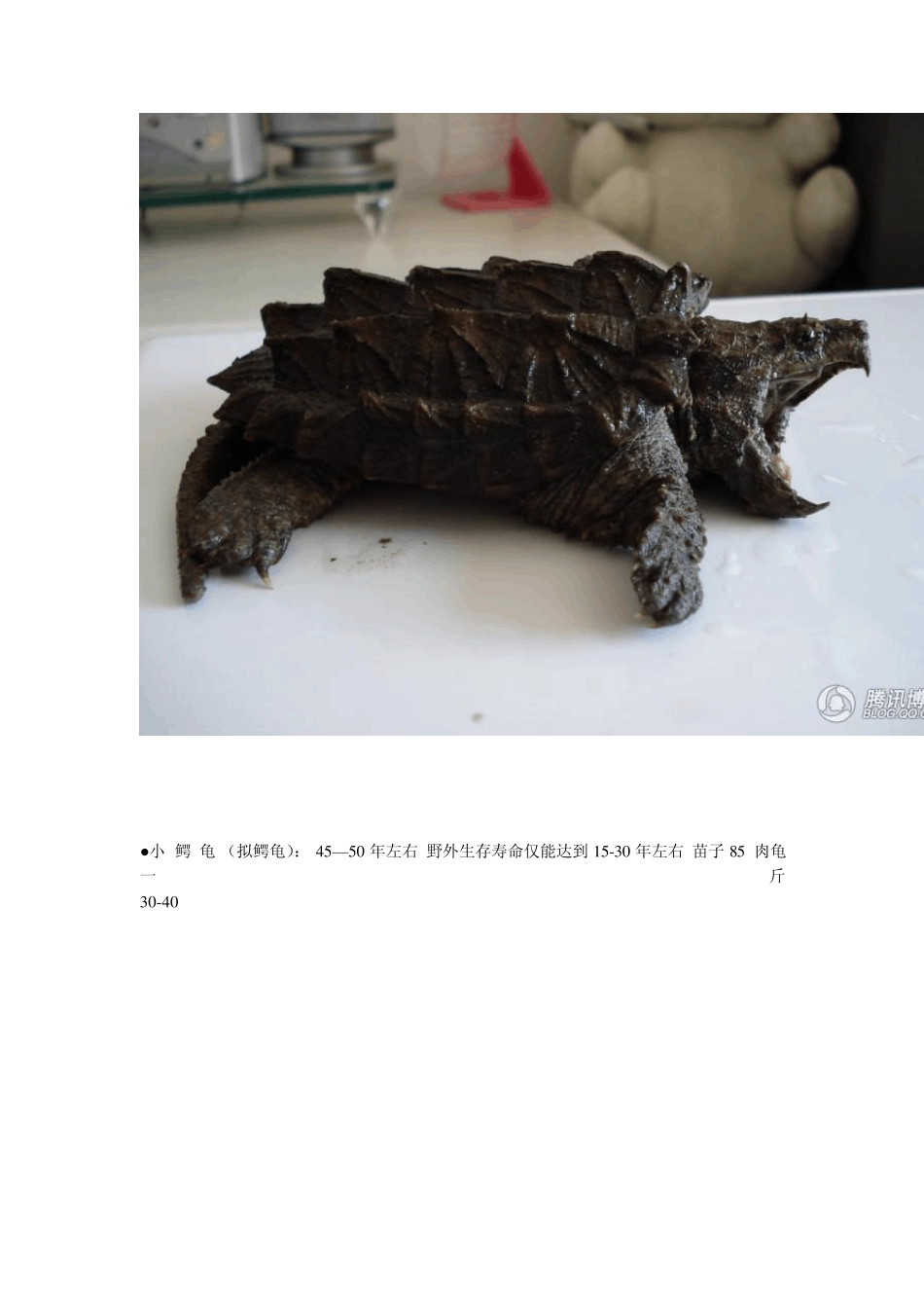 宠物龟寿命及价格_第2页