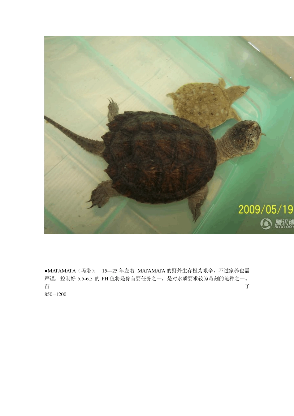 宠物龟寿命及价格_第3页