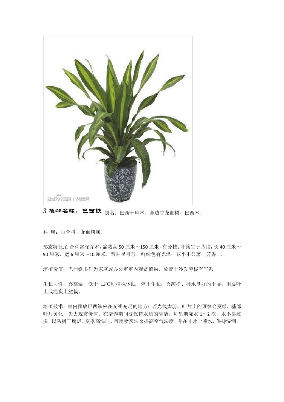室内盆栽植物图例及种植要点_第3页